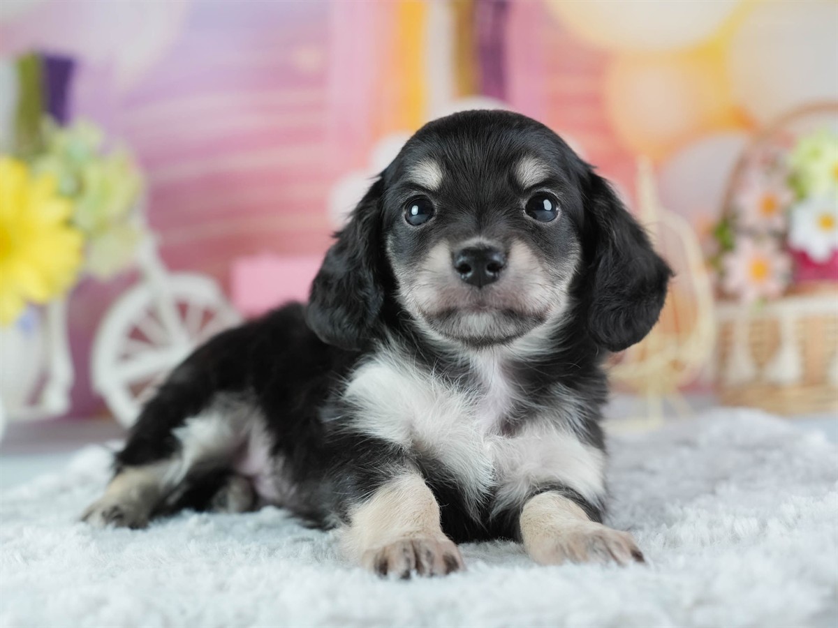 チワックス | 男の子 | ブラックタン＆ホワイト | 2026年3月4日（ID:dog-200015781）