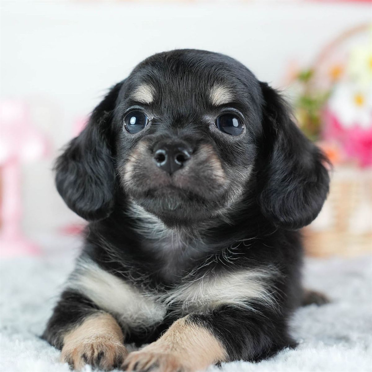 チワックス | 女の子 | ブラック&タン | 2026年3月4日（ID:dog-200015782）