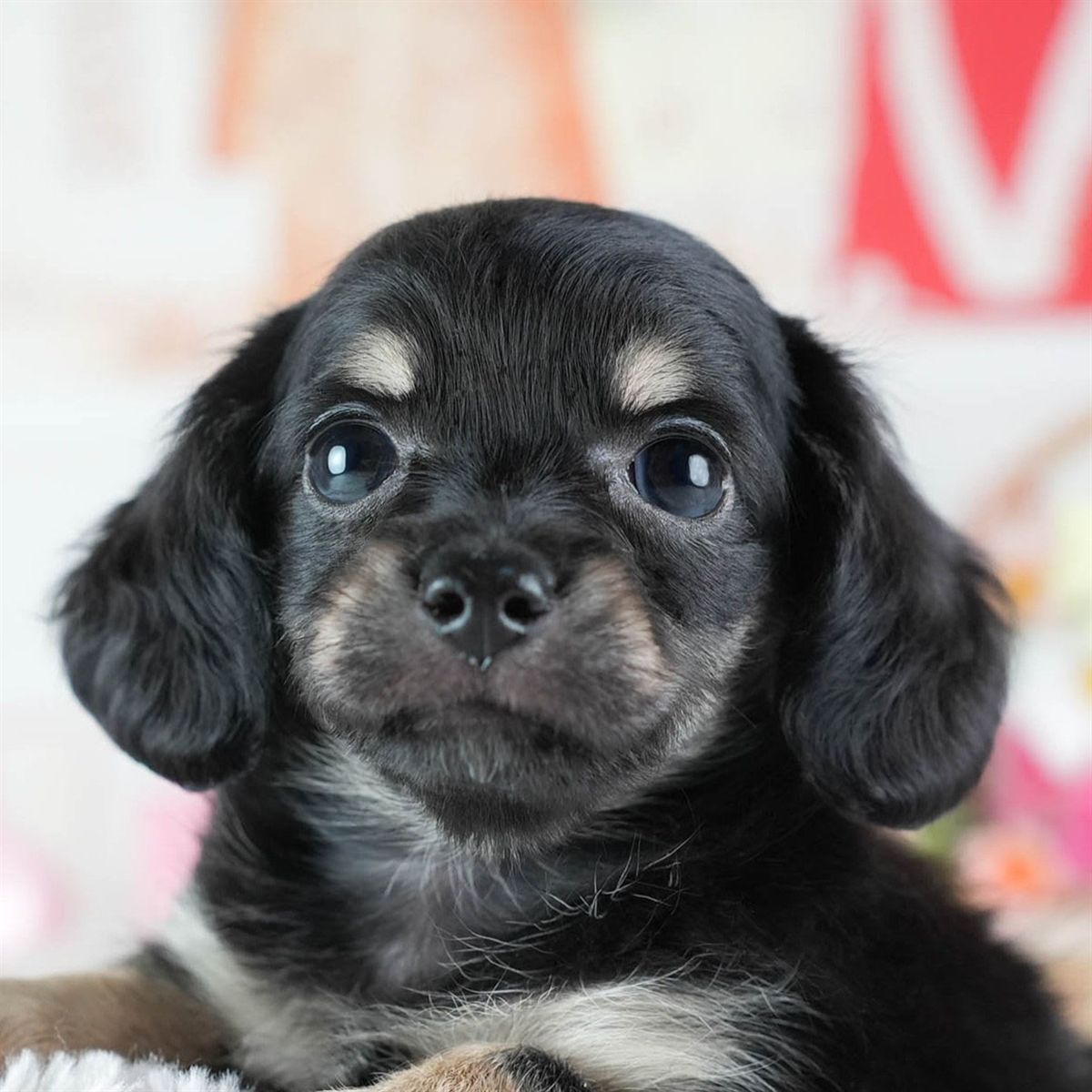 チワックス | 女の子 | ブラック&タン | 2026年3月4日（ID:dog-200015782）