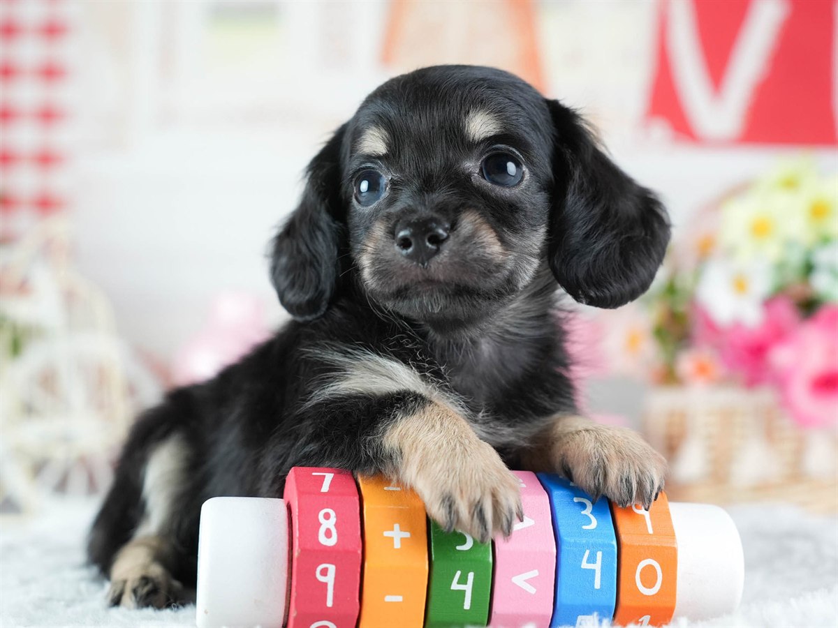 チワックス | 女の子 | ブラック&タン | 2026年3月4日（ID:dog-200015782）