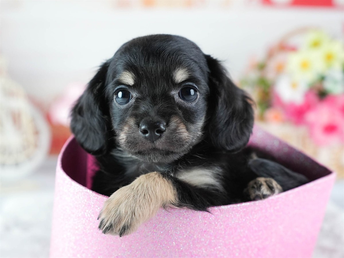 チワックス | 女の子 | ブラック&タン | 2026年3月4日（ID:dog-200015782）