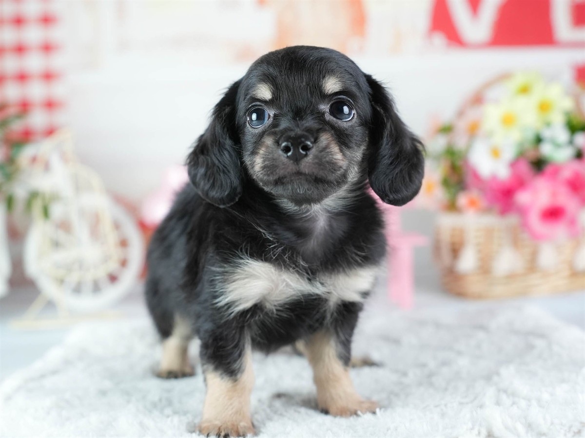 チワックス | 女の子 | ブラック&タン | 2026年3月4日（ID:dog-200015782）