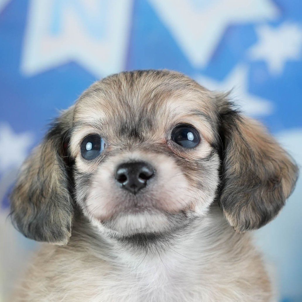 チワックス | 女の子 | フォーン | 2026年3月4日（ID:dog-200015783）