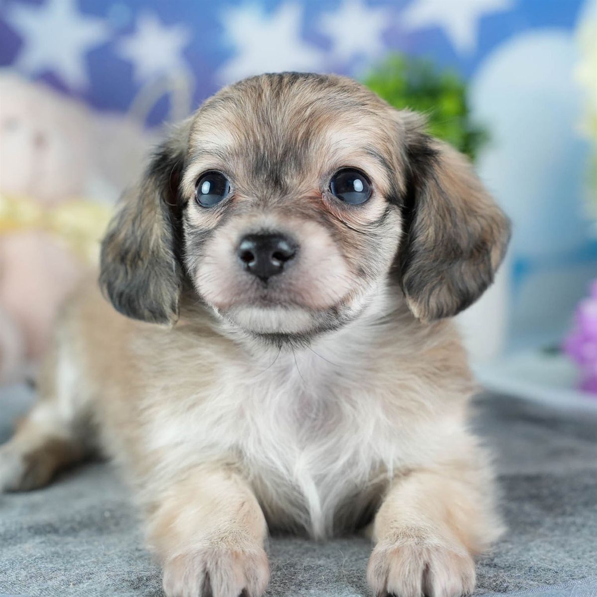 チワックス | 女の子 | フォーン | 2026年3月4日（ID:dog-200015783）