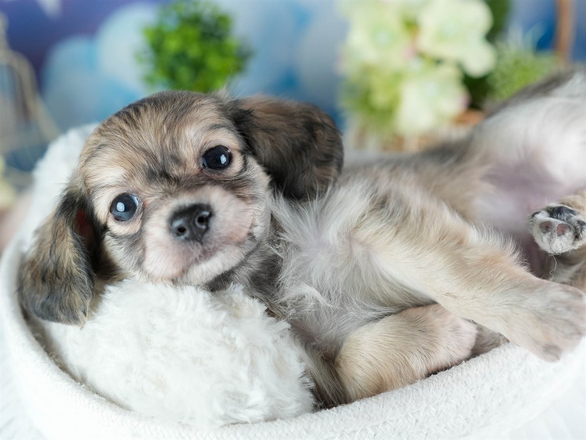 チワックス | 女の子 | フォーン | 2026年3月4日（ID:dog-200015783）