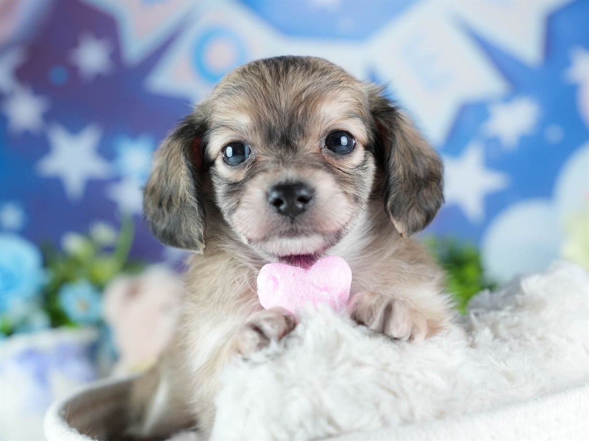 チワックス | 女の子 | フォーン | 2026年3月4日（ID:dog-200015783）