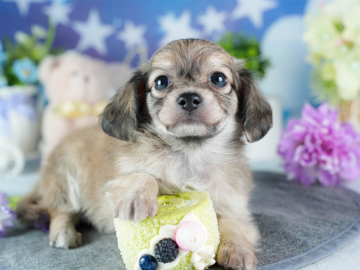 チワックス | 女の子 | フォーン | 2026年3月4日（ID:dog-200015783）