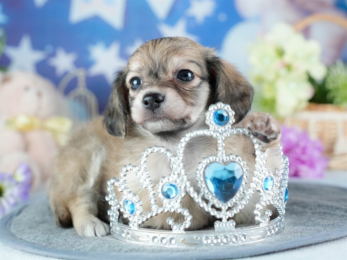 チワックス | 女の子 | フォーン | 2026年3月4日（ID:dog-200015783）