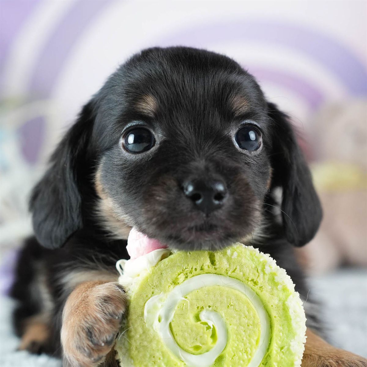 チワックス | 女の子 | ブラック&タン | 2026年3月4日（ID:dog-200015784）