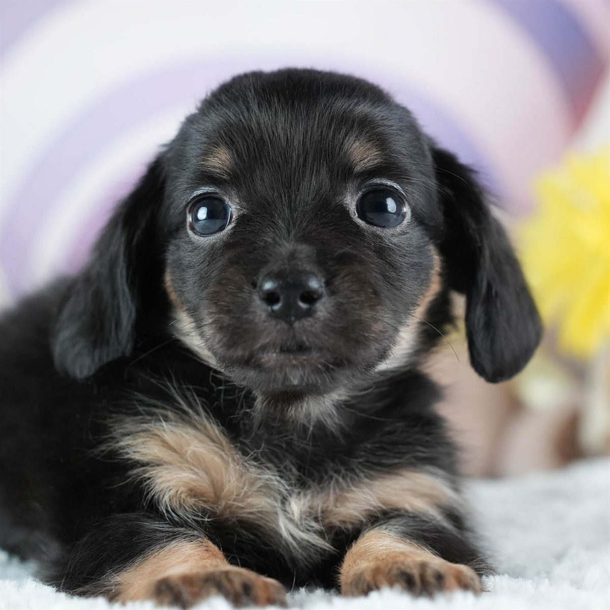 チワックス | 女の子 | ブラック&タン | 2026年3月4日（ID:dog-200015784）