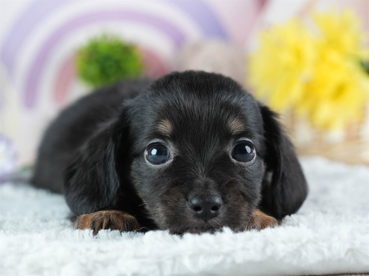 チワックス | 女の子 | ブラック&タン | 2026年3月4日（ID:dog-200015784）