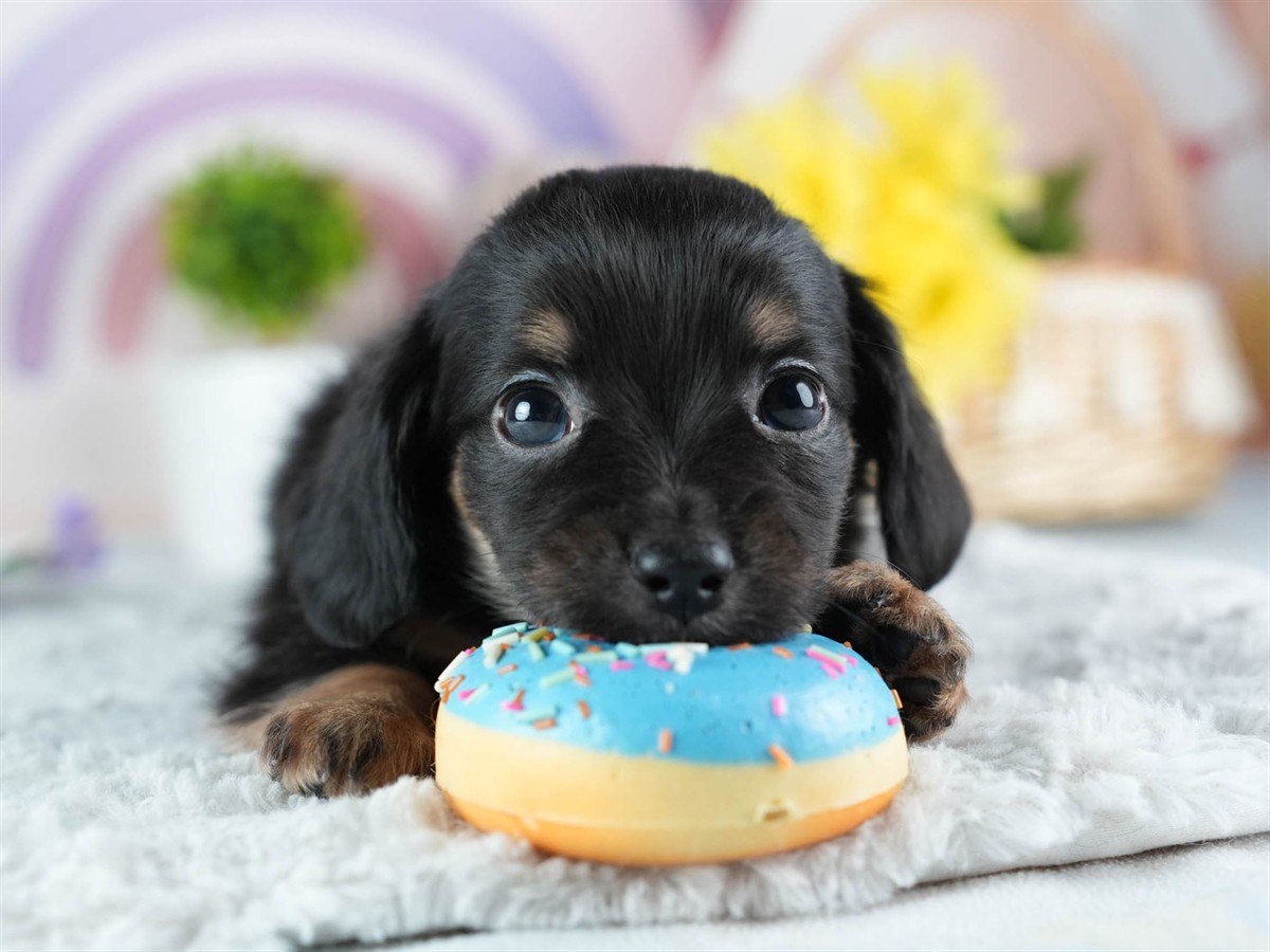 チワックス | 女の子 | ブラック&タン | 2026年3月4日（ID:dog-200015784）