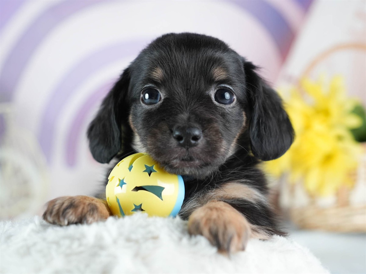 チワックス | 女の子 | ブラック&タン | 2026年3月4日（ID:dog-200015784）