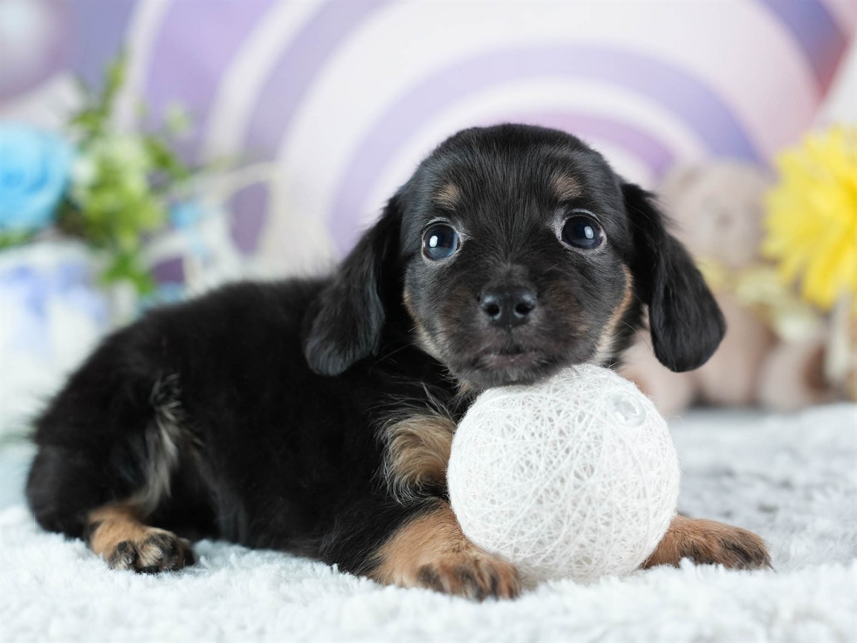 チワックス | 女の子 | ブラック&タン | 2026年3月4日（ID:dog-200015784）