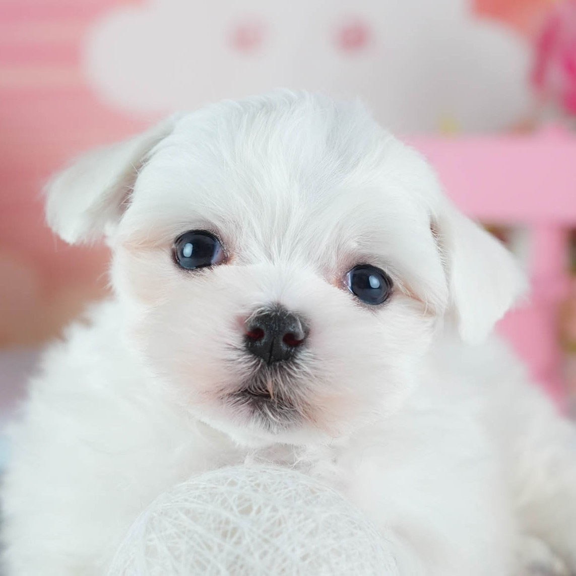 マルチーズ | 男の子 | ホワイト | 2026年3月4日（ID:dog-200015785）