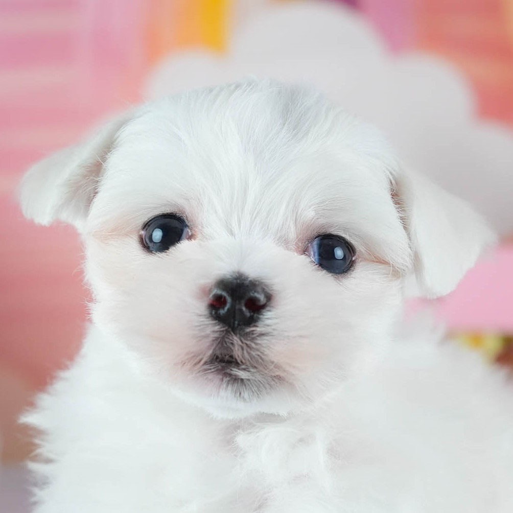 マルチーズ | 男の子 | ホワイト | 2026年3月4日（ID:dog-200015785）