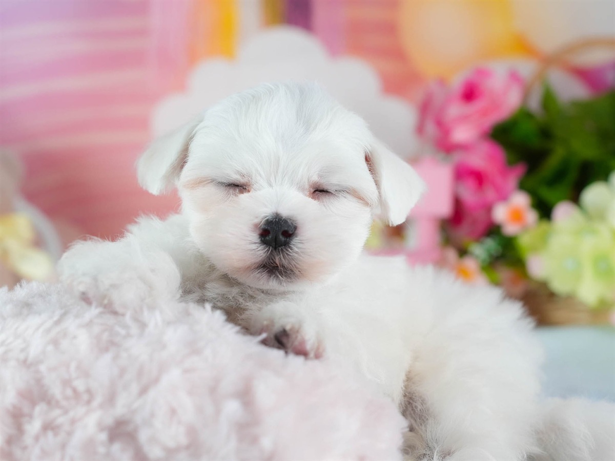 マルチーズ | 男の子 | ホワイト | 2026年3月4日（ID:dog-200015785）