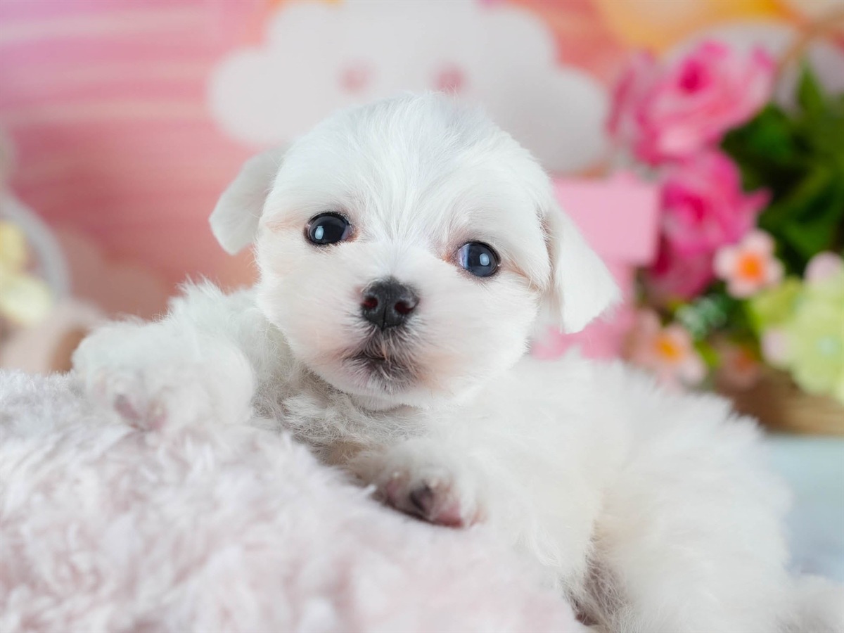 マルチーズ | 男の子 | ホワイト | 2026年3月4日（ID:dog-200015785）