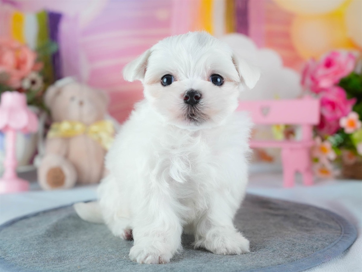 マルチーズ | 男の子 | ホワイト | 2026年3月4日（ID:dog-200015785）