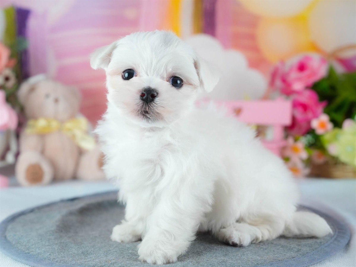 マルチーズ | 男の子 | ホワイト | 2026年3月4日（ID:dog-200015785）