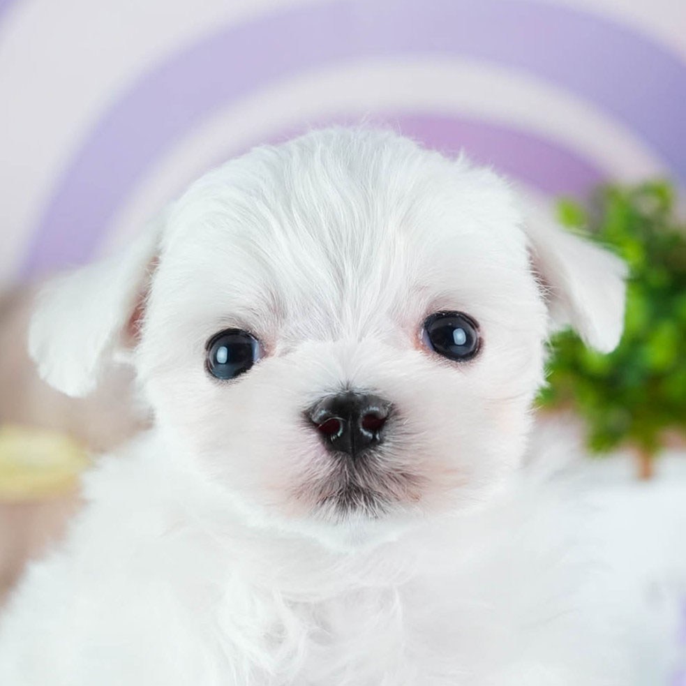 マルチーズ | 男の子 | ホワイト | 2026年3月4日（ID:dog-200015786）
