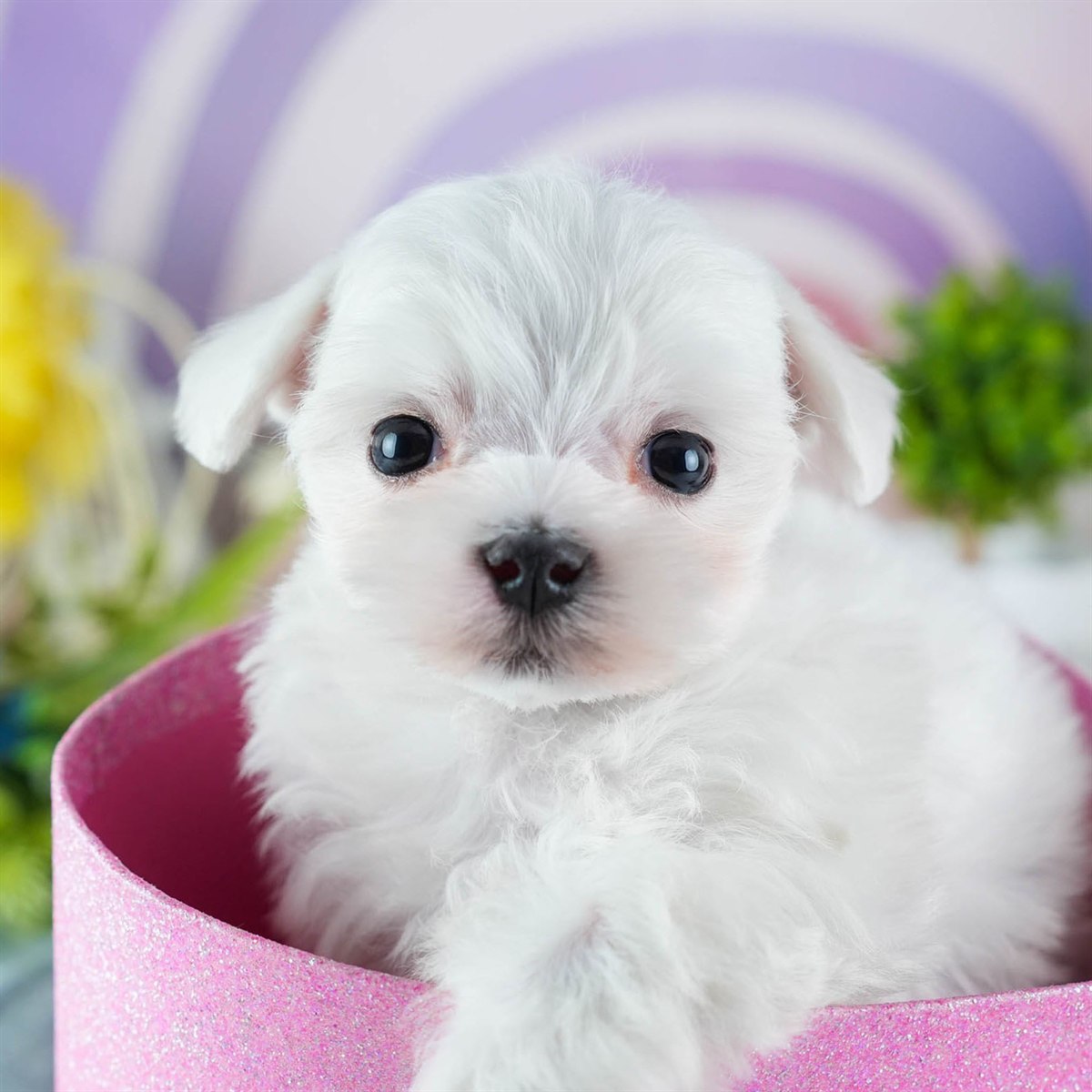 マルチーズ | 男の子 | ホワイト | 2026年3月4日（ID:dog-200015786）