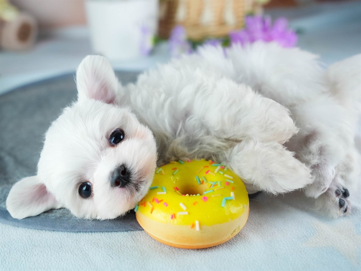 マルチーズ | 男の子 | ホワイト | 2026年3月4日（ID:dog-200015786）