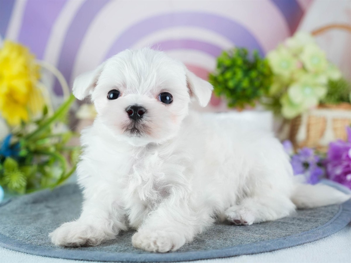 マルチーズ | 男の子 | ホワイト | 2026年3月4日（ID:dog-200015786）