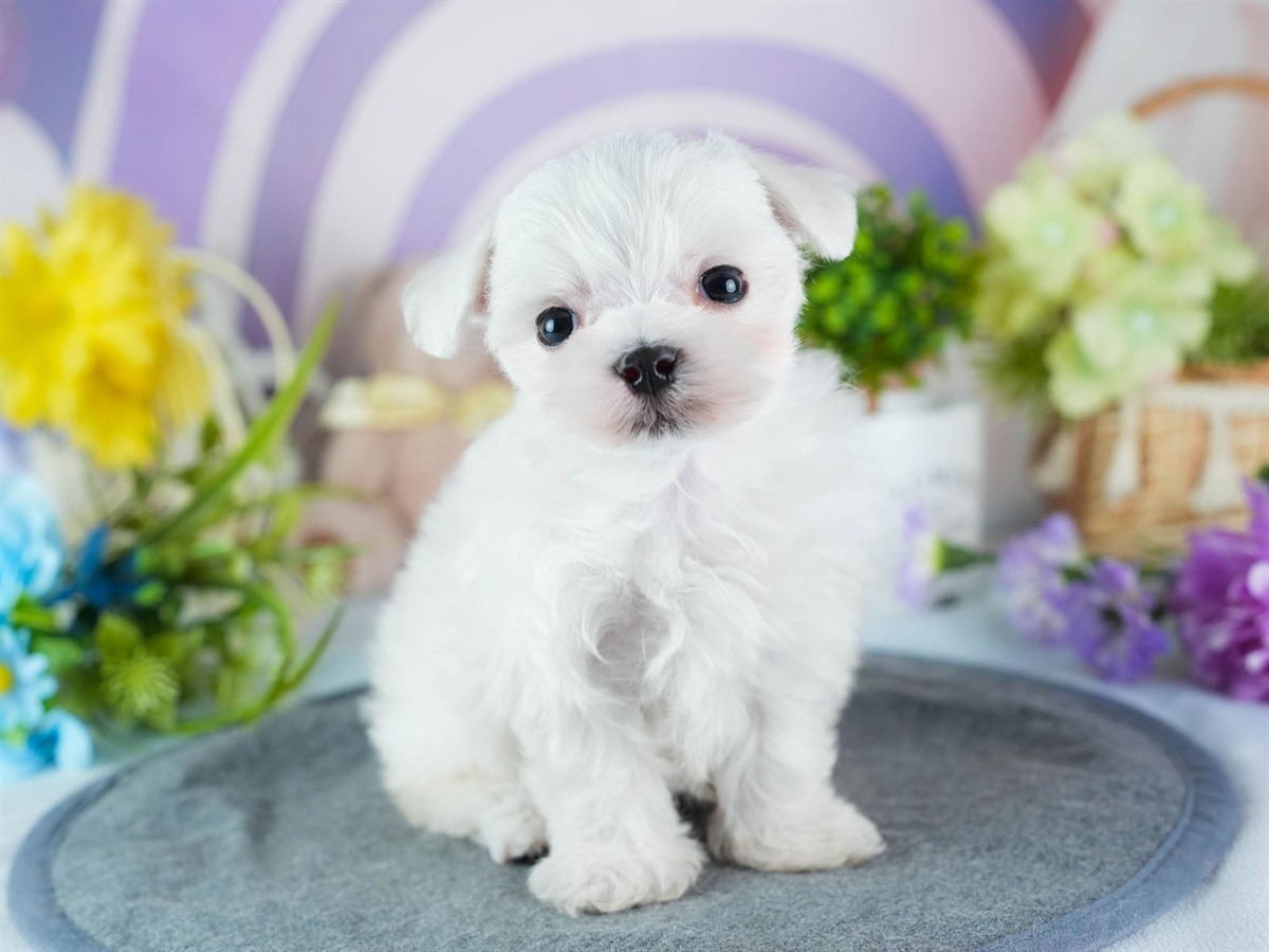 マルチーズ | 男の子 | ホワイト | 2026年3月4日（ID:dog-200015786）