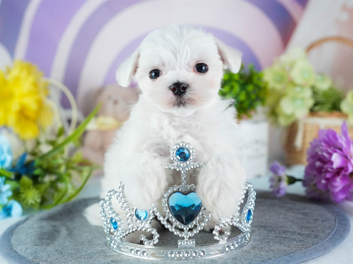 マルチーズ | 男の子 | ホワイト | 2026年3月4日（ID:dog-200015786）