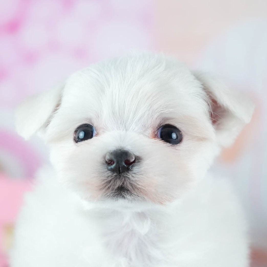 マルチーズ | 女の子 | ホワイト | 2026年3月4日（ID:dog-200015788）