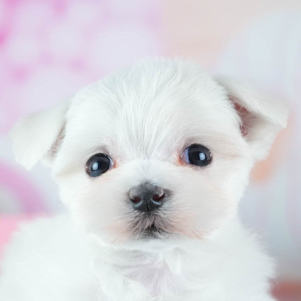 マルチーズ | 女の子 | ホワイト | 2026年3月4日（ID:dog-200015788）