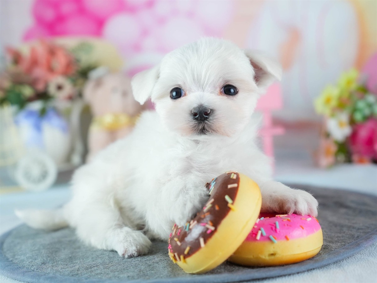 マルチーズ | 女の子 | ホワイト | 2026年3月4日（ID:dog-200015788）