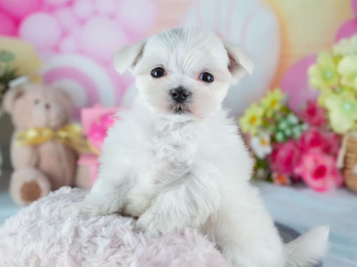 マルチーズ | 女の子 | ホワイト | 2026年3月4日（ID:dog-200015788）