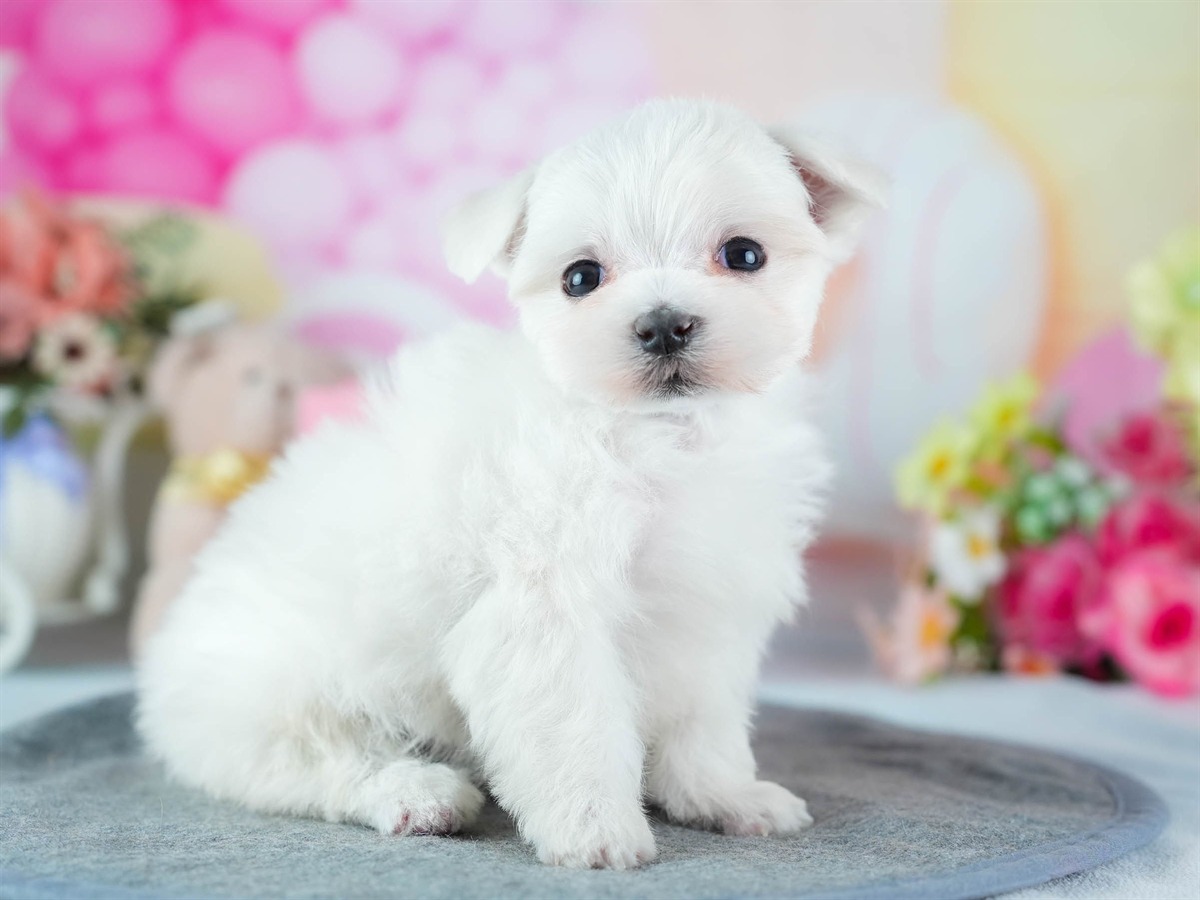 マルチーズ | 女の子 | ホワイト | 2026年3月4日（ID:dog-200015788）