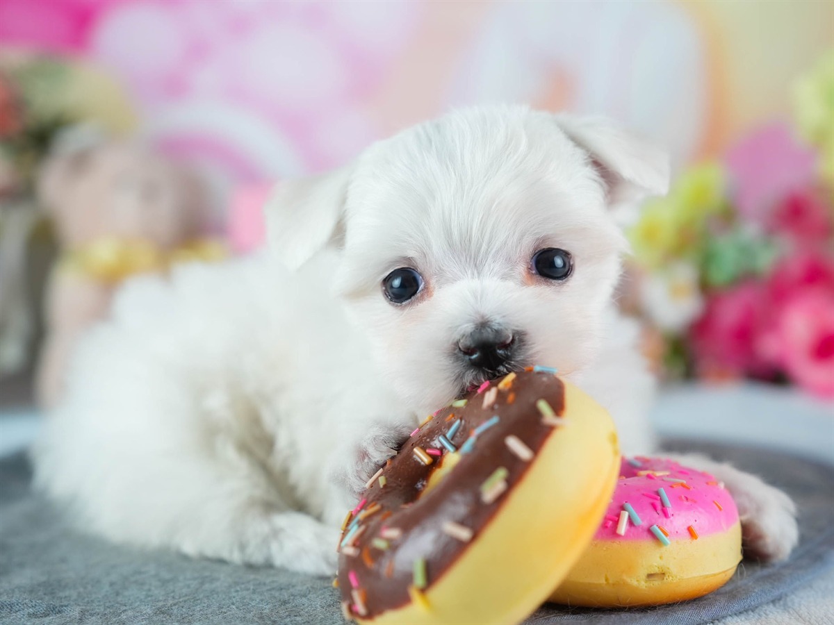 マルチーズ | 女の子 | ホワイト | 2026年3月4日（ID:dog-200015788）