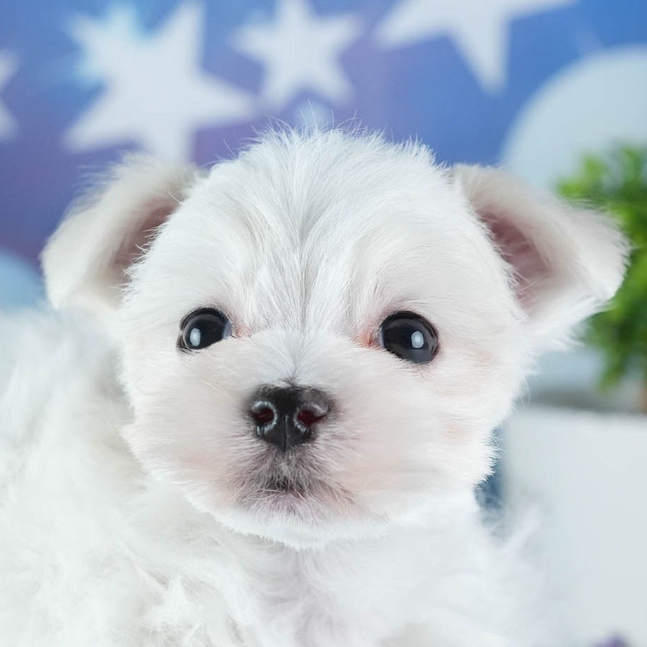 マルチーズ | 女の子 | ホワイト | 2026年3月4日（ID:dog-200015789）