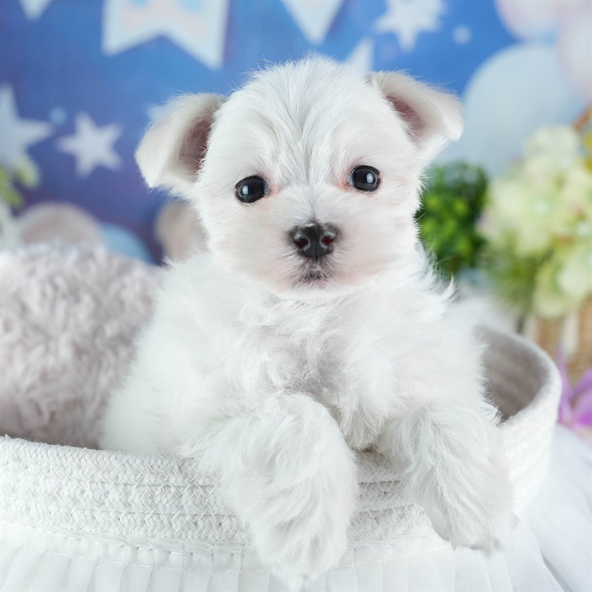 マルチーズ | 女の子 | ホワイト | 2026年3月4日（ID:dog-200015789）