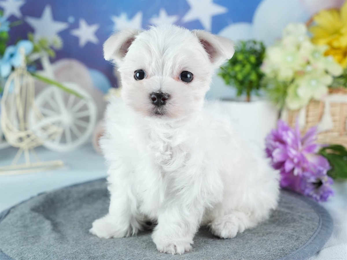 マルチーズ | 女の子 | ホワイト | 2026年3月4日（ID:dog-200015789）