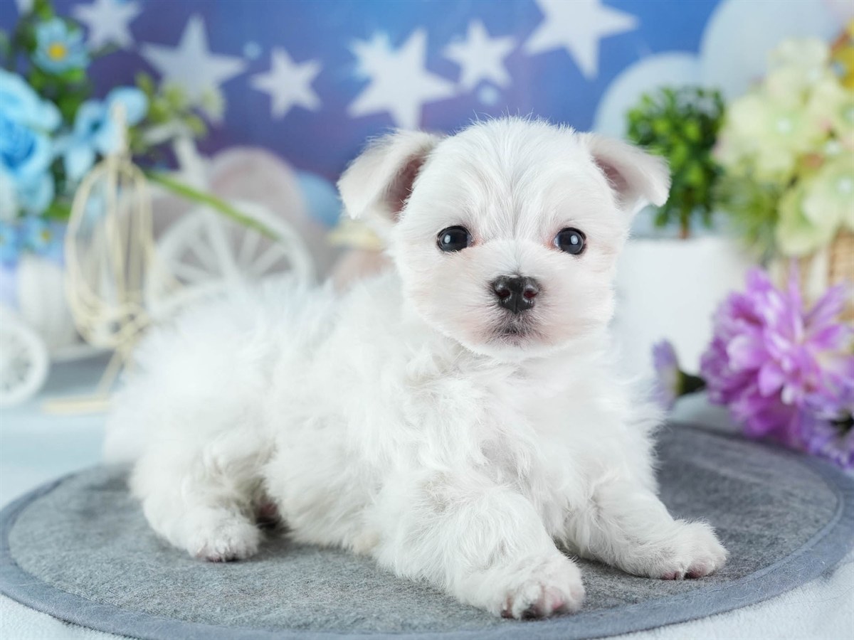 マルチーズ | 女の子 | ホワイト | 2026年3月4日（ID:dog-200015789）