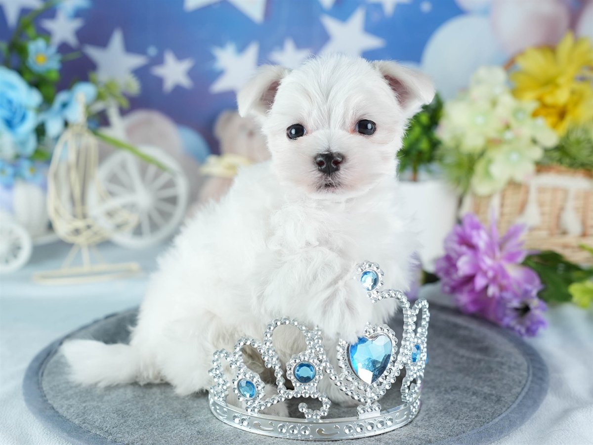 マルチーズ | 女の子 | ホワイト | 2026年3月4日（ID:dog-200015789）