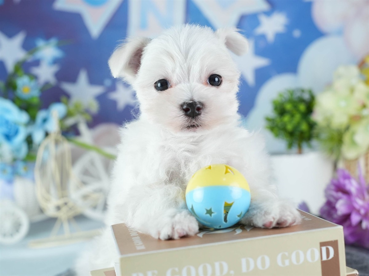 マルチーズ | 女の子 | ホワイト | 2026年3月4日（ID:dog-200015789）