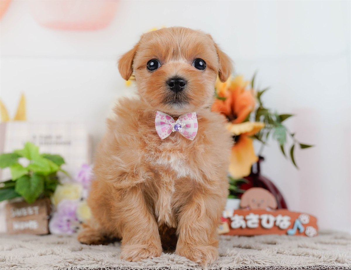 マルプー | 女の子 | アプリコット | 2026年3月4日（ID:dog-200015790）
