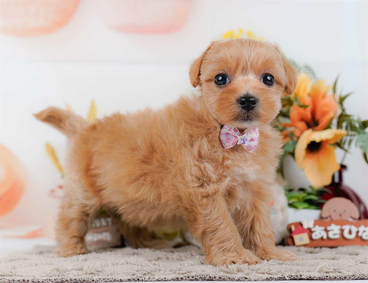 マルプー | 女の子 | アプリコット | 2026年3月4日（ID:dog-200015790）