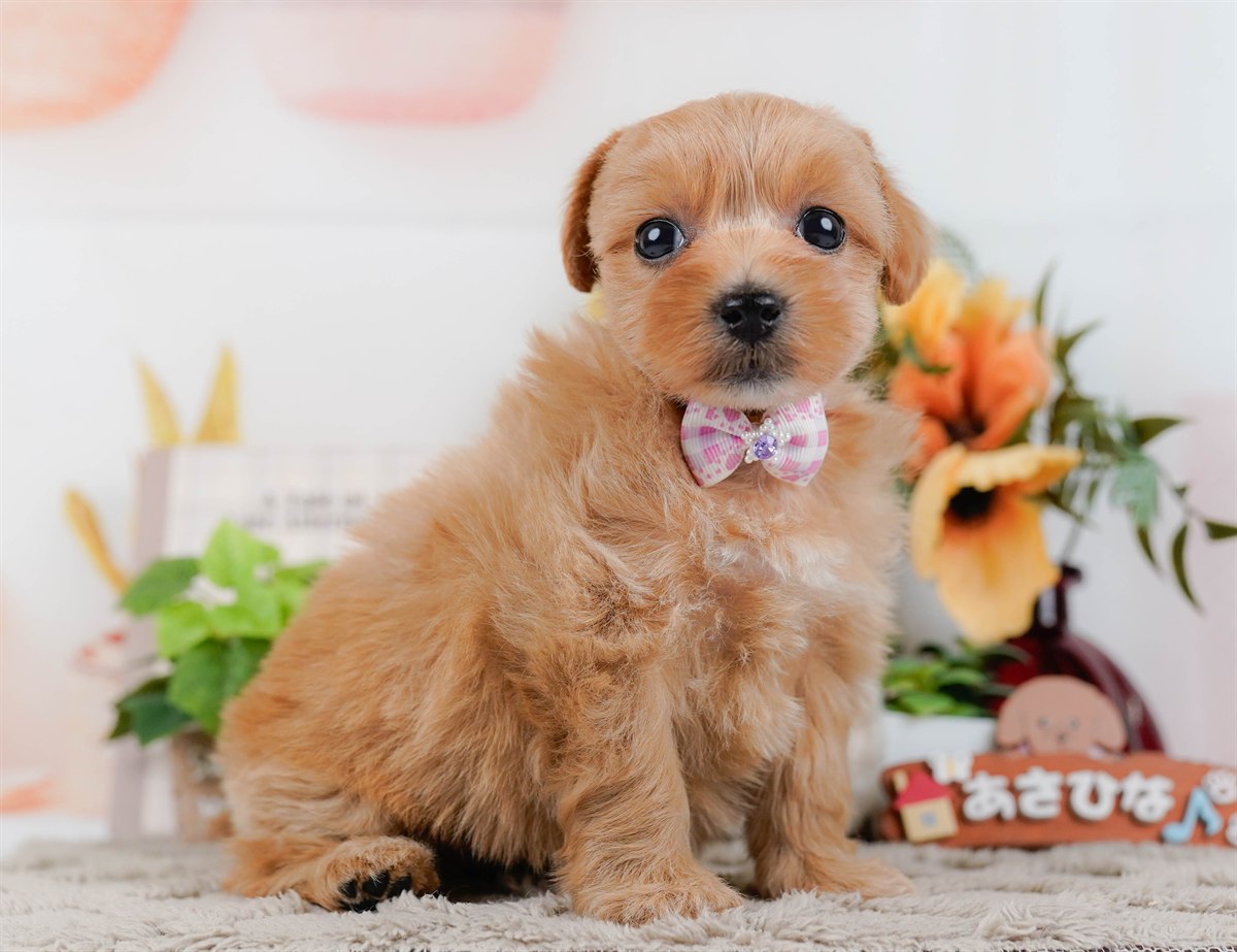 マルプー | 女の子 | アプリコット | 2026年3月4日（ID:dog-200015790）
