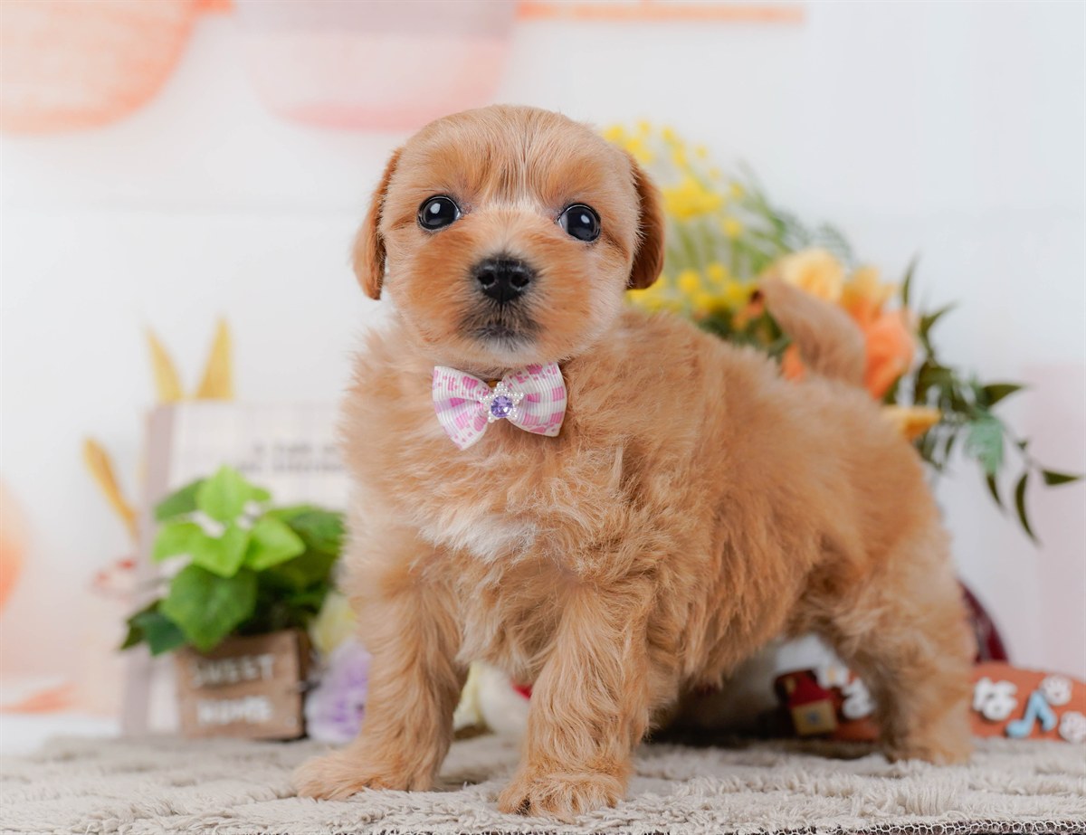 マルプー | 女の子 | アプリコット | 2026年3月4日（ID:dog-200015790）