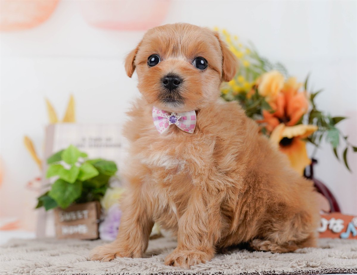 マルプー | 女の子 | アプリコット | 2026年3月4日（ID:dog-200015790）