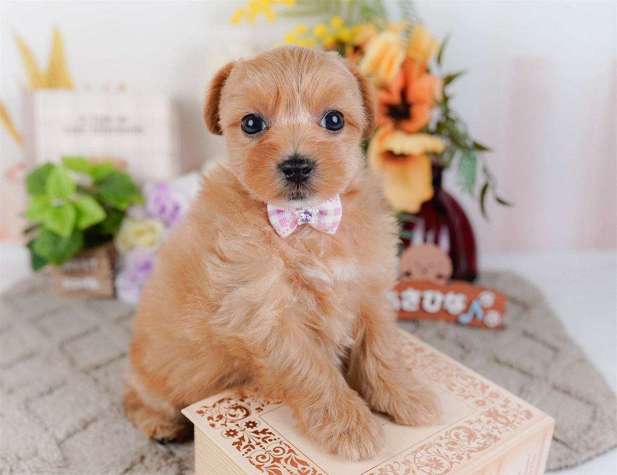 マルプー | 女の子 | アプリコット | 2026年3月4日（ID:dog-200015790）