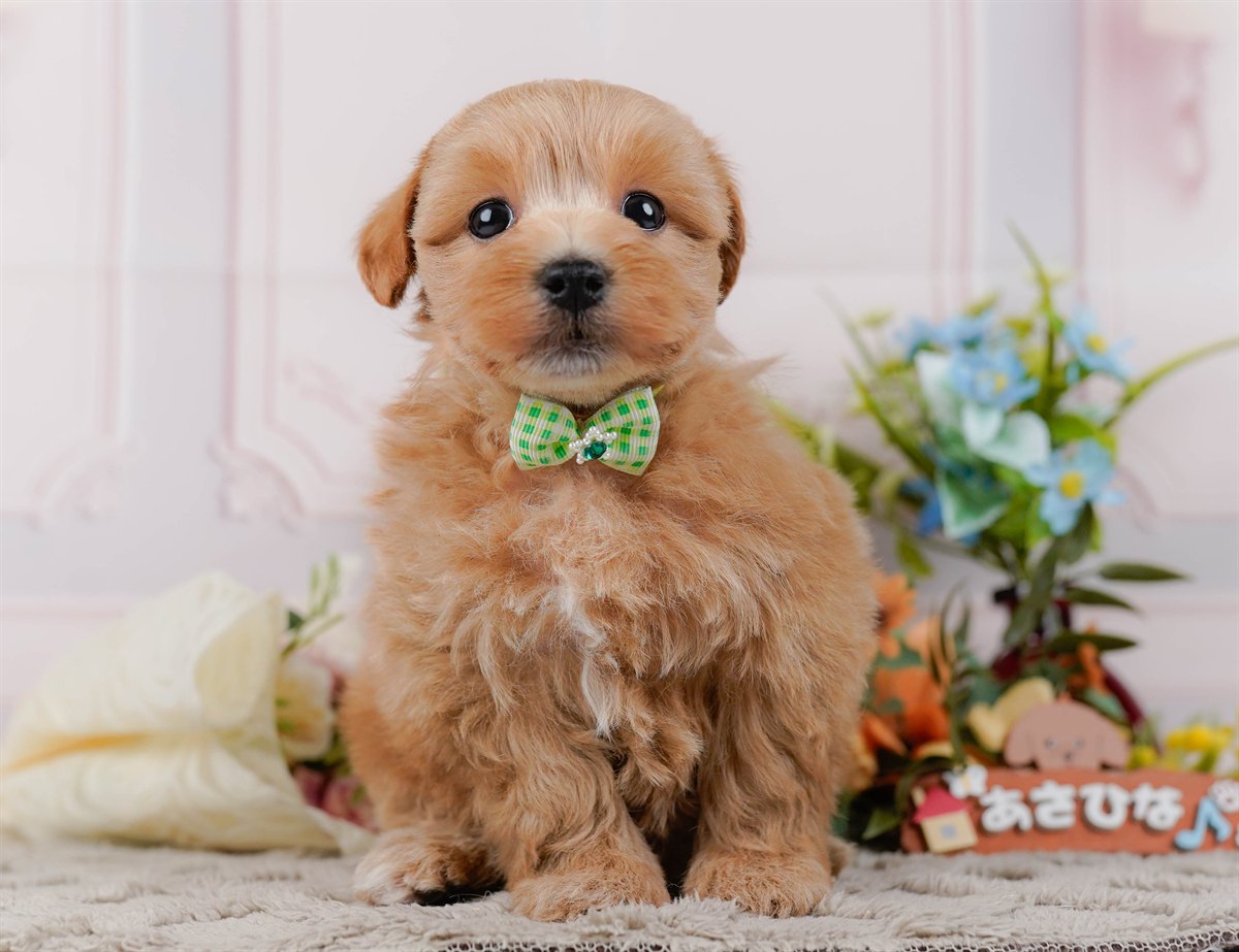 マルプー | 男の子 | アプリコット | 2026年3月4日（ID:dog-200015791）