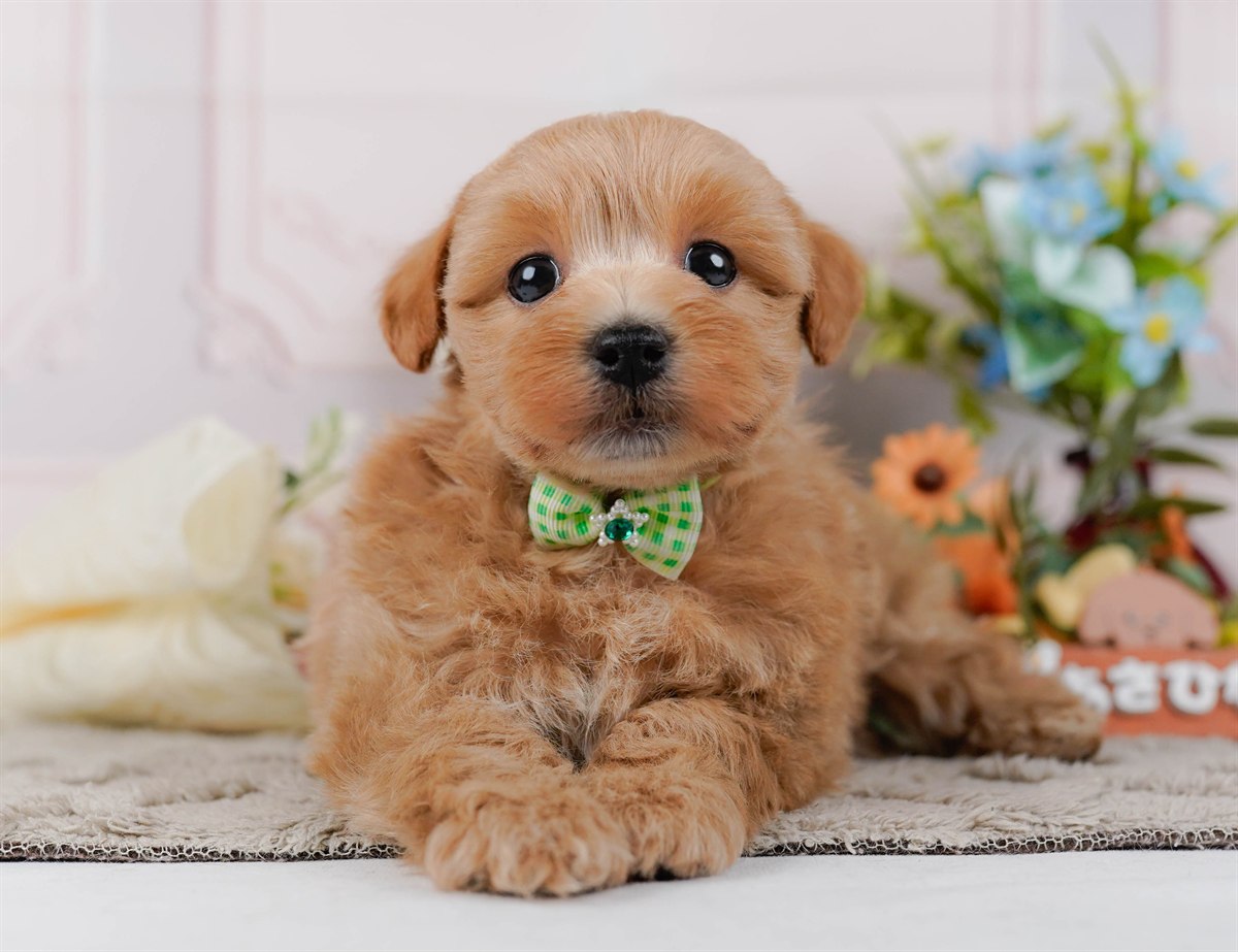 マルプー | 男の子 | アプリコット | 2026年3月4日（ID:dog-200015791）